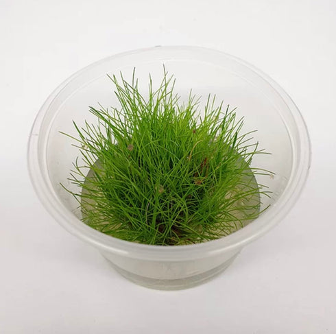 Eleocharis acicularis ‘Dwarf Hair Grass’ Tissue Culture